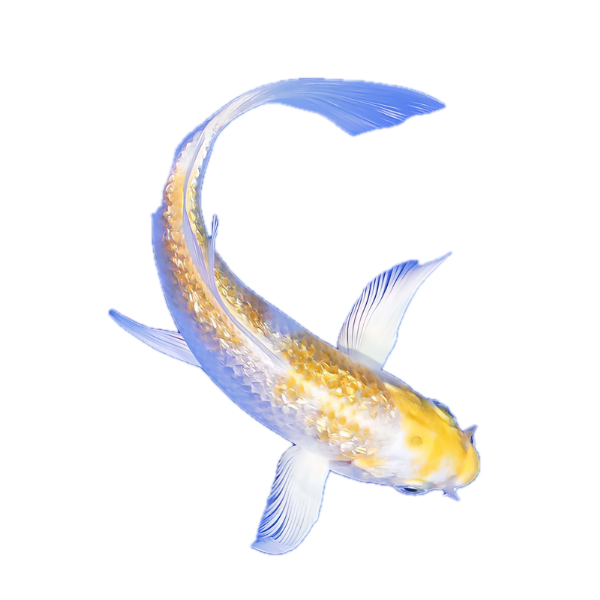 Hariwake Butterfly Japanese Koi Carp Cyprinus Carpio
