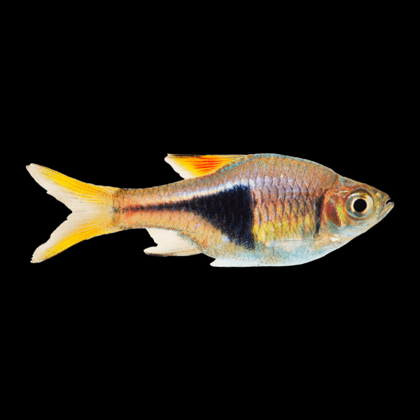 Harlequin Rasbora Tetra Trigonostigma Heteromorpha 2cm - Real Aquatics