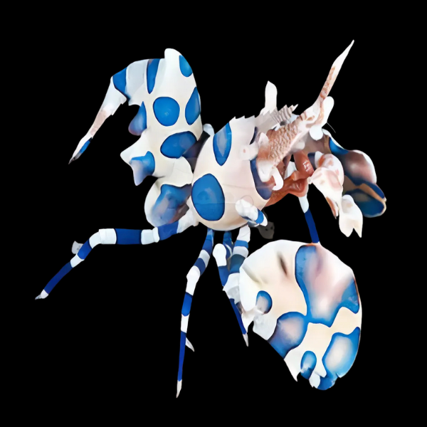 Harlequin Shrimp Hymenocera Picta - Real Aquatics