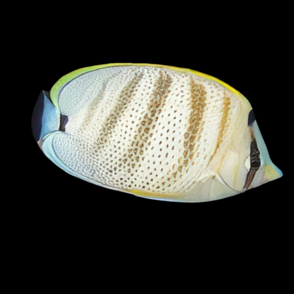 Hawaii Orange Stripe Butterfly Fish Chaetodon Multicinctus - Real Aquatics