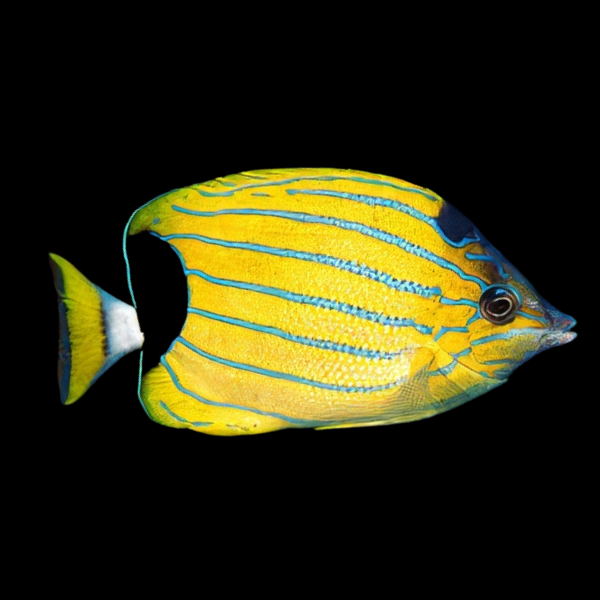 Hawaiian Blue Stripe Butterfly Fish Chaetodon Fremblii - Real Aquatics