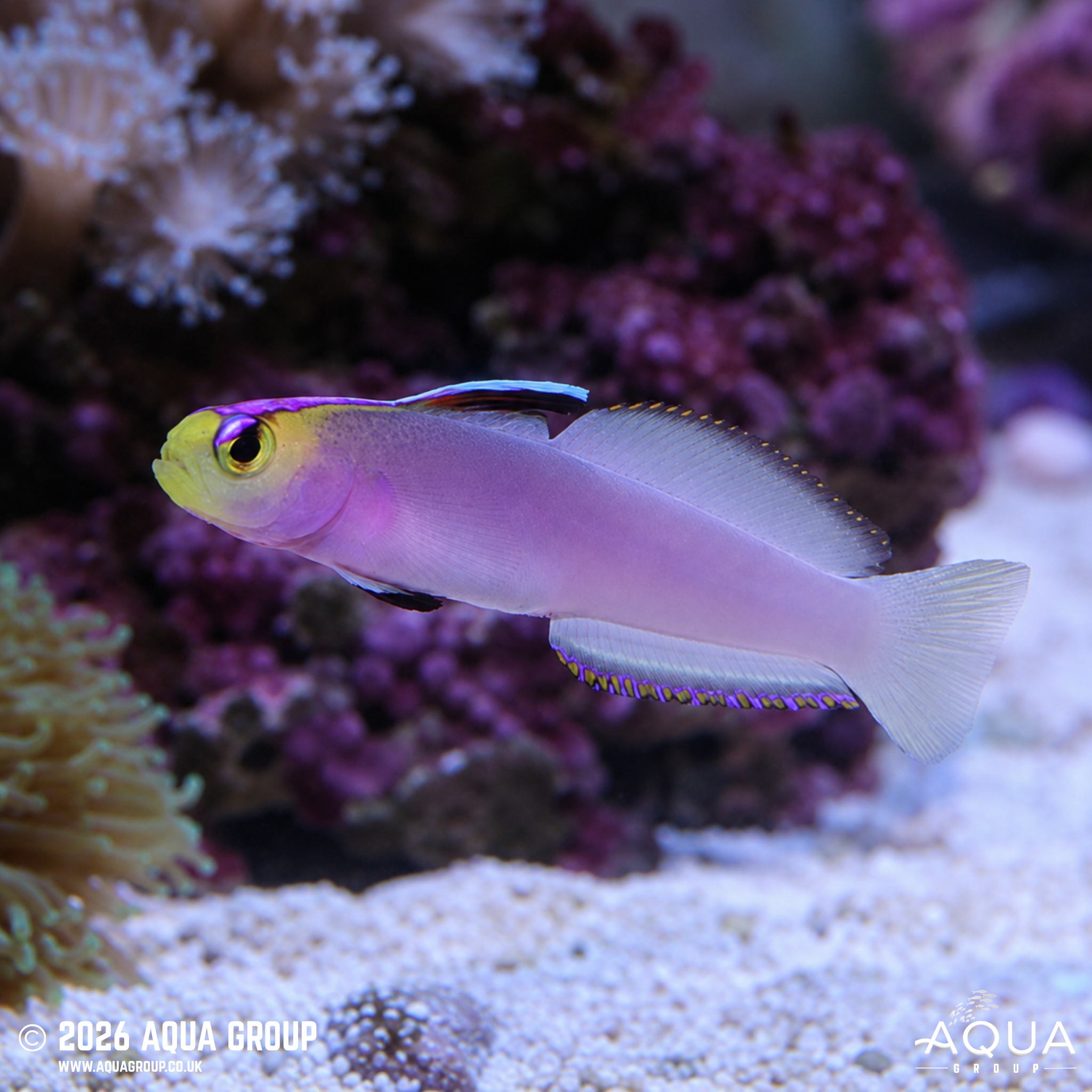 Helfrichi Firefish (Nemateleotris helfrichi)