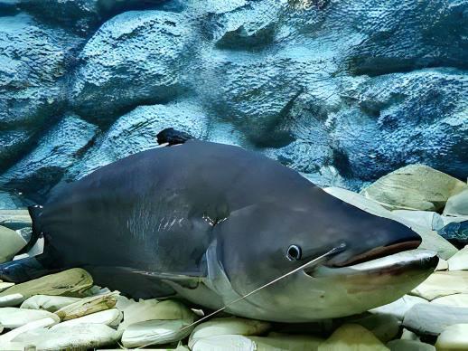 Helicopter Catfish Wallago Attu 10cm - Real Aquatics