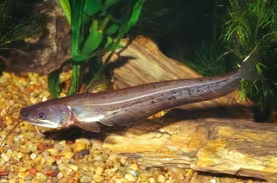 Helicopter Catfish Wallago Attu 10cm - Real Aquatics