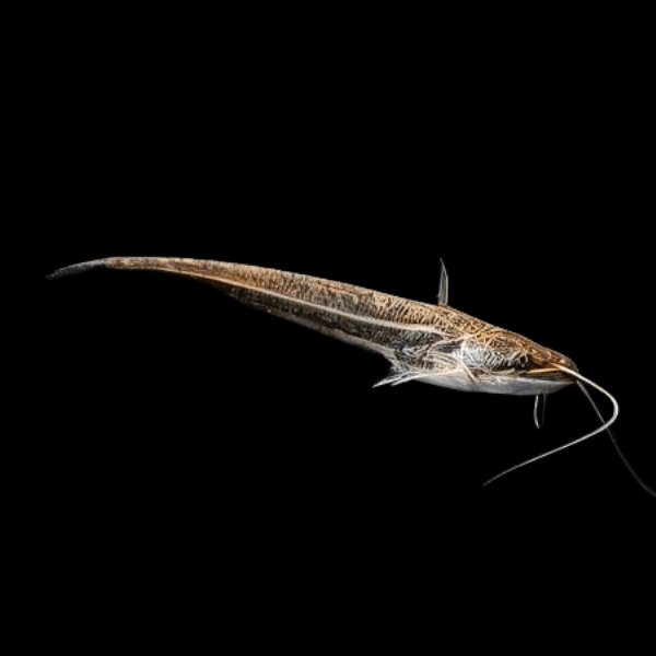 Helicopter Catfish Wallago Attu 10cm - Real Aquatics