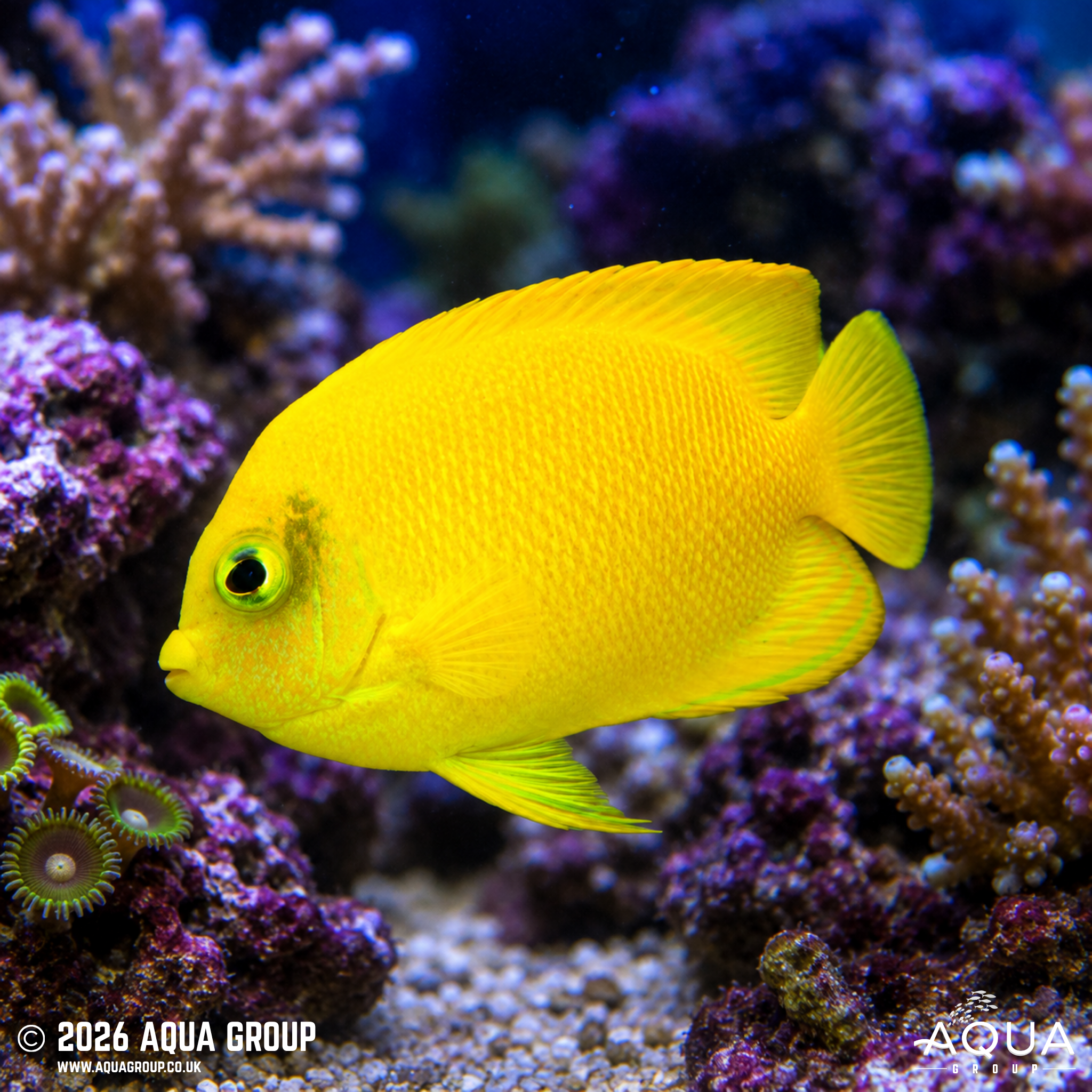 Herald's Angelfish (Centropyge heraldi)