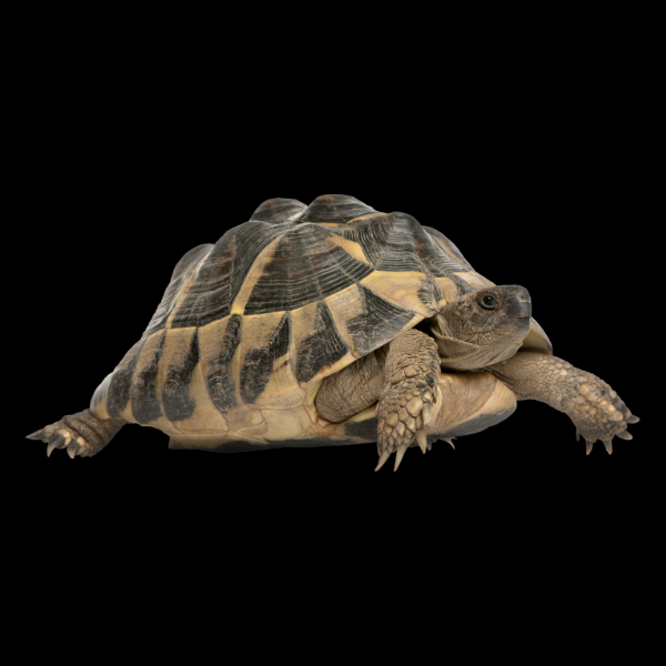 Hermanns Tortoise Testudo Hermanni Juvenile - Real Aquatics