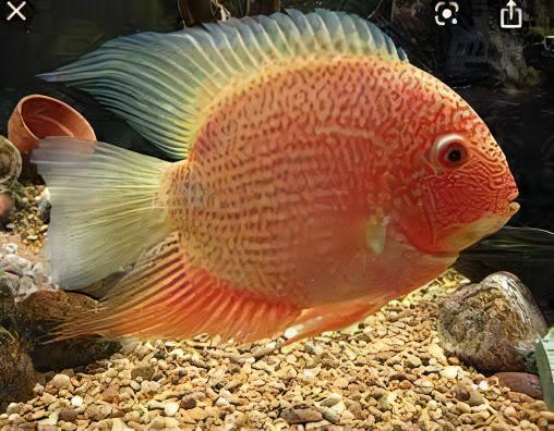 Red Spotted Gold Severum Cichlid Heros Efasciatus 5cm - Real Aquatics