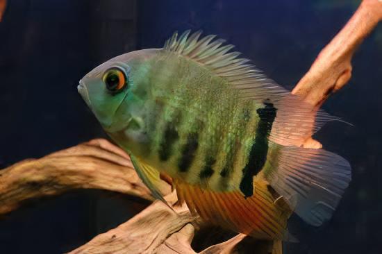 Red Mouthbrooding Severum Cichlid Heros Liberifer 5cm - Real Aquatics