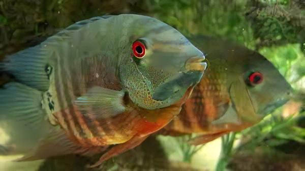 Red Mouthbrooding Severum Cichlid Heros Liberifer 5cm - Real Aquatics