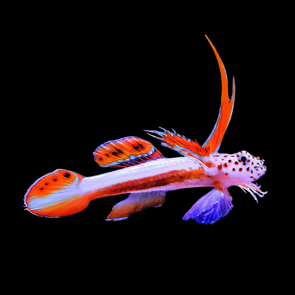 Hi Fin Nano Goby Discordipinna Griessingeri - Real Aquatics