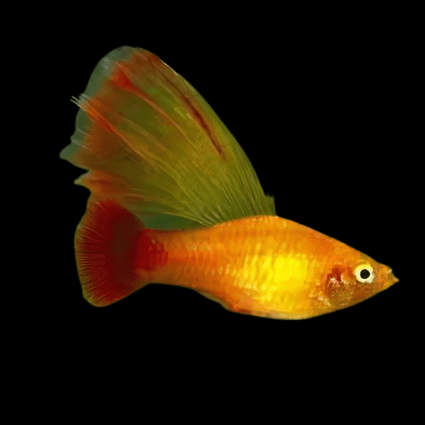 Hi Fin Platy Xiphophorus Maculatus 3cm - Real Aquatics