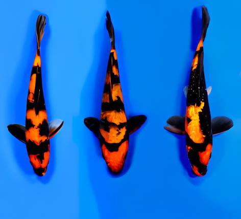 Hi Utsuri Japanese Koi Carp Cyprinus Carpio