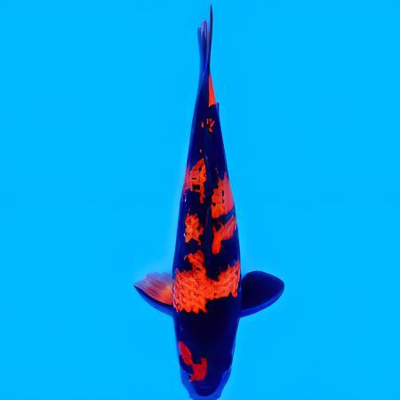 Hi Utsuri Japanese Koi Carp Cyprinus Carpio