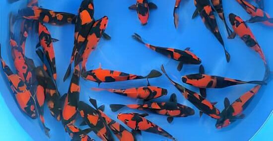 Hi Utsuri Japanese Koi Carp Cyprinus Carpio