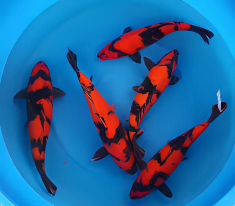 Hi Utsuri Japanese Koi Carp Cyprinus Carpio