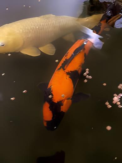 Hi Utsuri Japanese Koi Carp Cyprinus Carpio