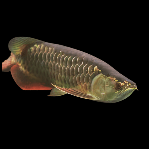 High Back Red Tail Gold Arowana Scleropages Formosus 20cm - Real Aquatics