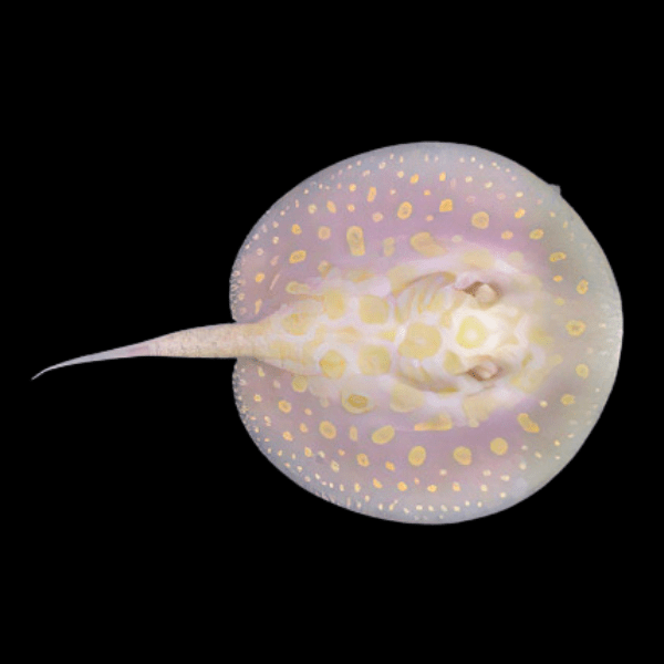 Freshwater High Grade Albino Black Diamond Polka Dot Stingray Potamotrygon Leopoldi