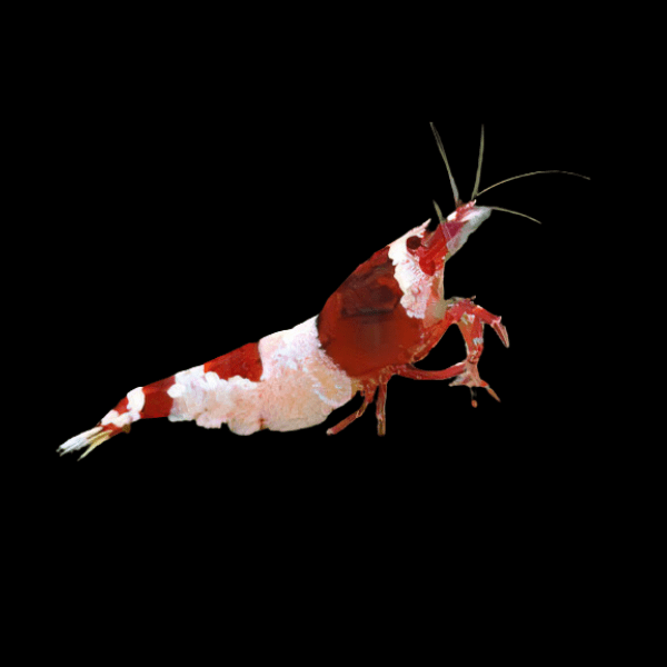 Hinomaru Crystal Red Shrimp Caridina 2cm - Real Aquatics