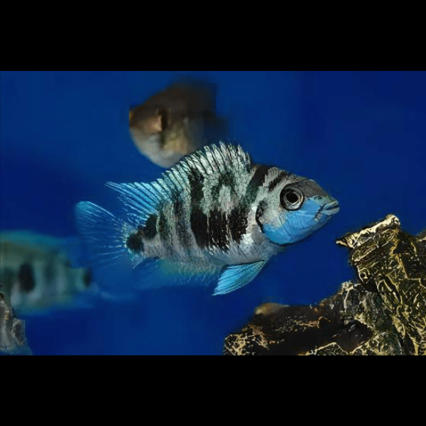 Honduras Red Point Cichlid Amatitlania Siquia 4cm - Real Aquatics