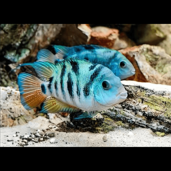Honduras Red Point Cichlid Amatitlania Siquia 4cm - Real Aquatics