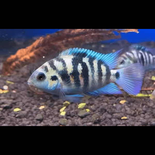 Honduras Red Point Cichlid Amatitlania Siquia 4cm - Real Aquatics