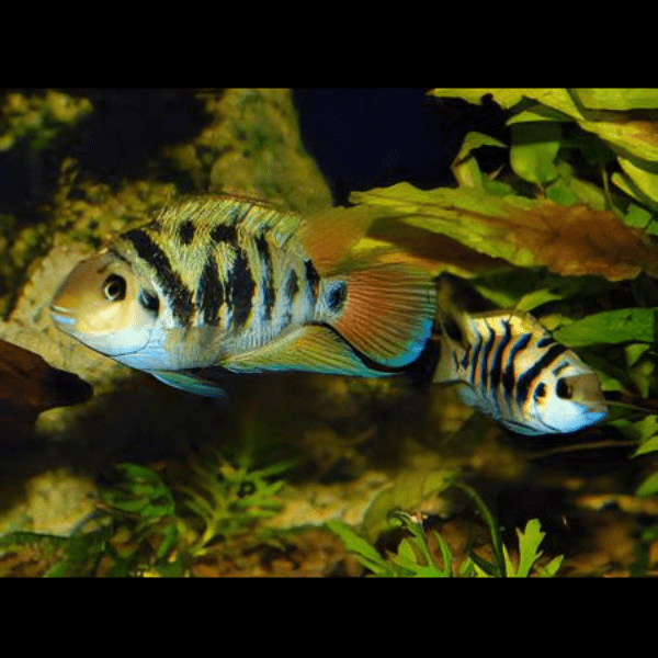 Honduras Red Point Cichlid Amatitlania Siquia 4cm - Real Aquatics