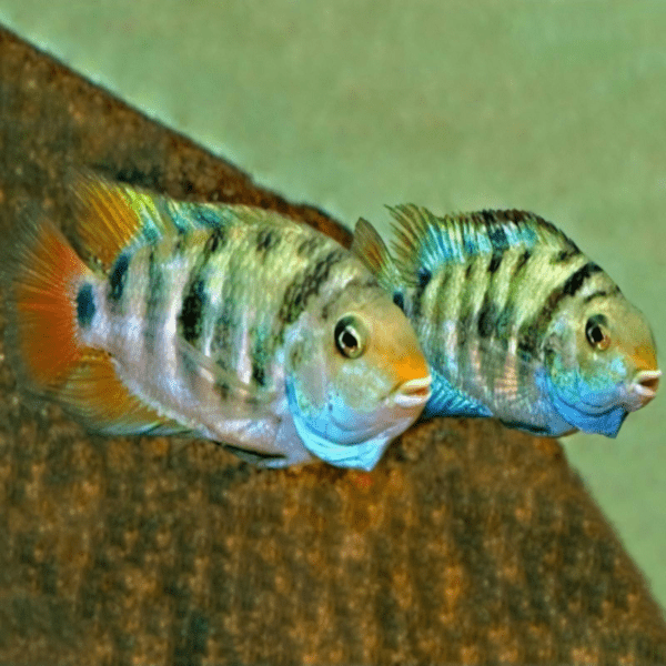 Honduras Red Point Cichlid Amatitlania Siquia 4cm - Real Aquatics