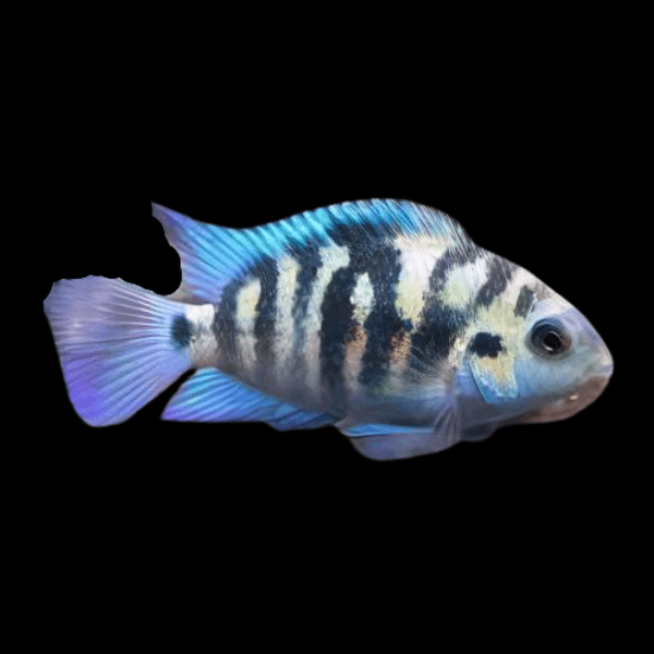 Honduras Red Point Cichlid Amatitlania Siquia 4cm - Real Aquatics