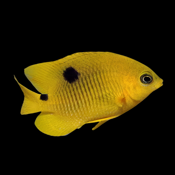 Honey Gregory Damsel Stegastes Planifrons - Real Aquatics