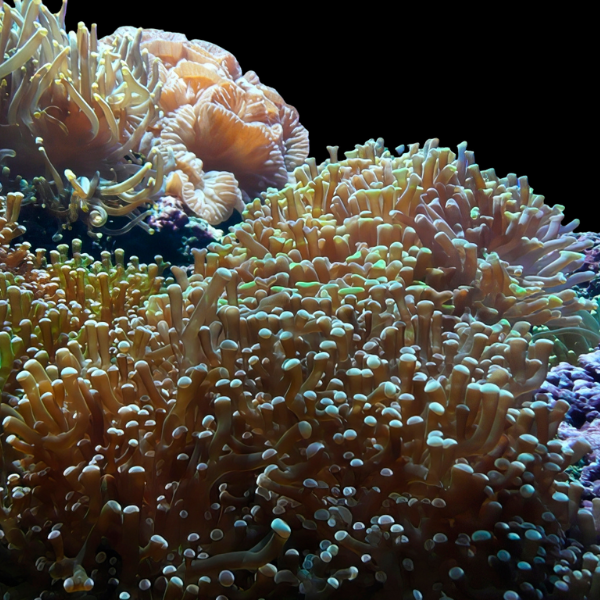 Honey Hard Coral Euphyllia Sp - Real Aquatics