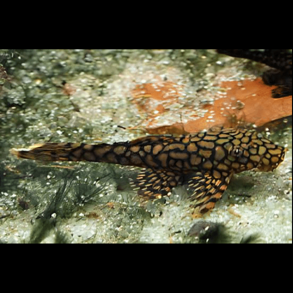 Honeycomb Bristlenose Ancistrus Wabenmuster 3cm - Real Aquatics