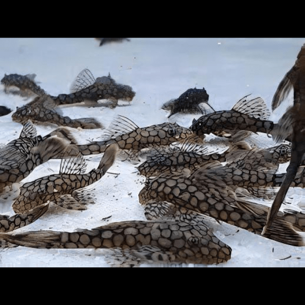 Honeycomb Bristlenose Ancistrus Wabenmuster 3cm - Real Aquatics