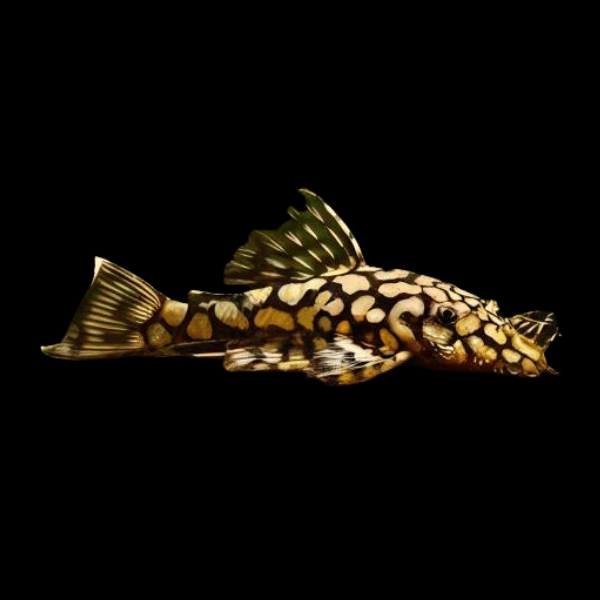 Honeycomb Bristlenose Ancistrus Wabenmuster 3cm - Real Aquatics