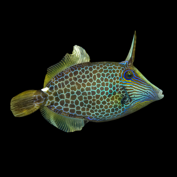 Honeycomb File Fish Cantherhinus Pardalis - Real Aquatics