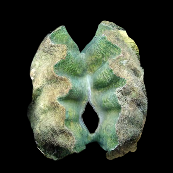 Horse Hoof Clam Hippopus Hippopus - Real Aquatics