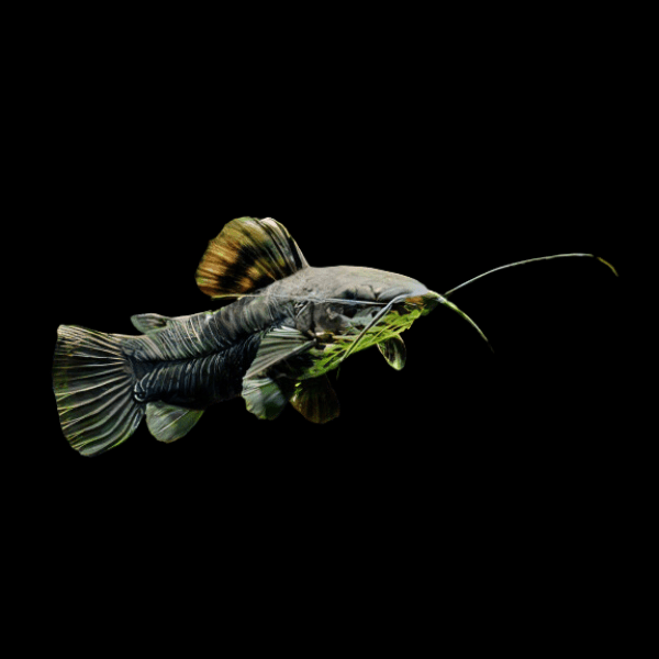 Hoplo Catfish Hoplosternum Megalechis Thoracata 5cm - Real Aquatics