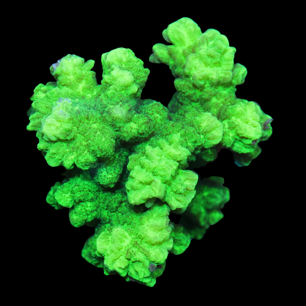 Horn Hard Coral Hydnophora Sp - Real Aquatics