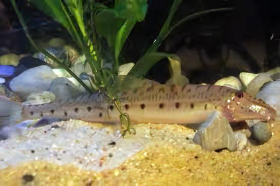 Horseface Loach Acantopsis Dialuzona 6cm - Real Aquatics