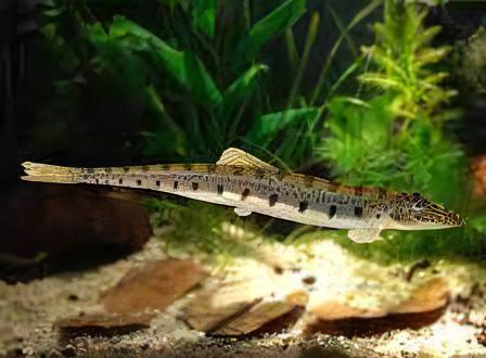 Horseface Loach Acantopsis Dialuzona 6cm - Real Aquatics