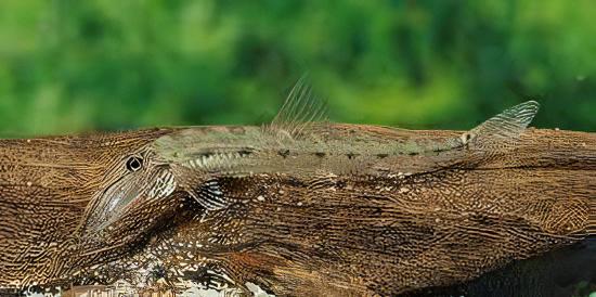 Horseface Loach Acantopsis Dialuzona 6cm - Real Aquatics