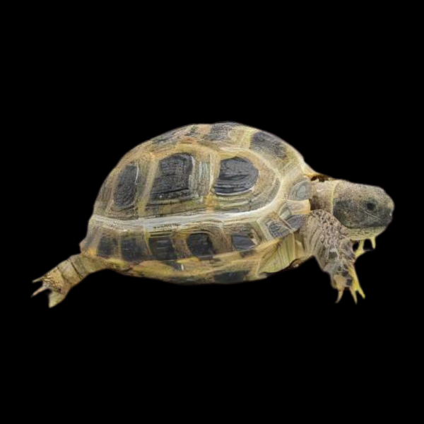 Horsefields Tortoise Testudo Horsfieldii Juvenile - Real Aquatics