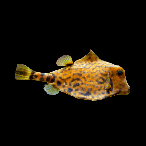 Hovercraft Boxfish Tetrasomus Gibbosus - Real Aquatics