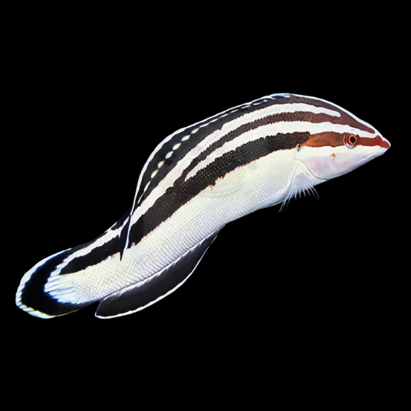 Humbug Clown Wrasse Coris Flavovittata - Real Aquatics