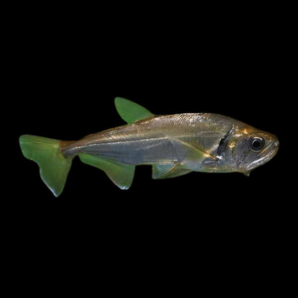 Black Tailed Payara Vampire Tetra Hydrolycus Armatus 10cm - Real Aquatics