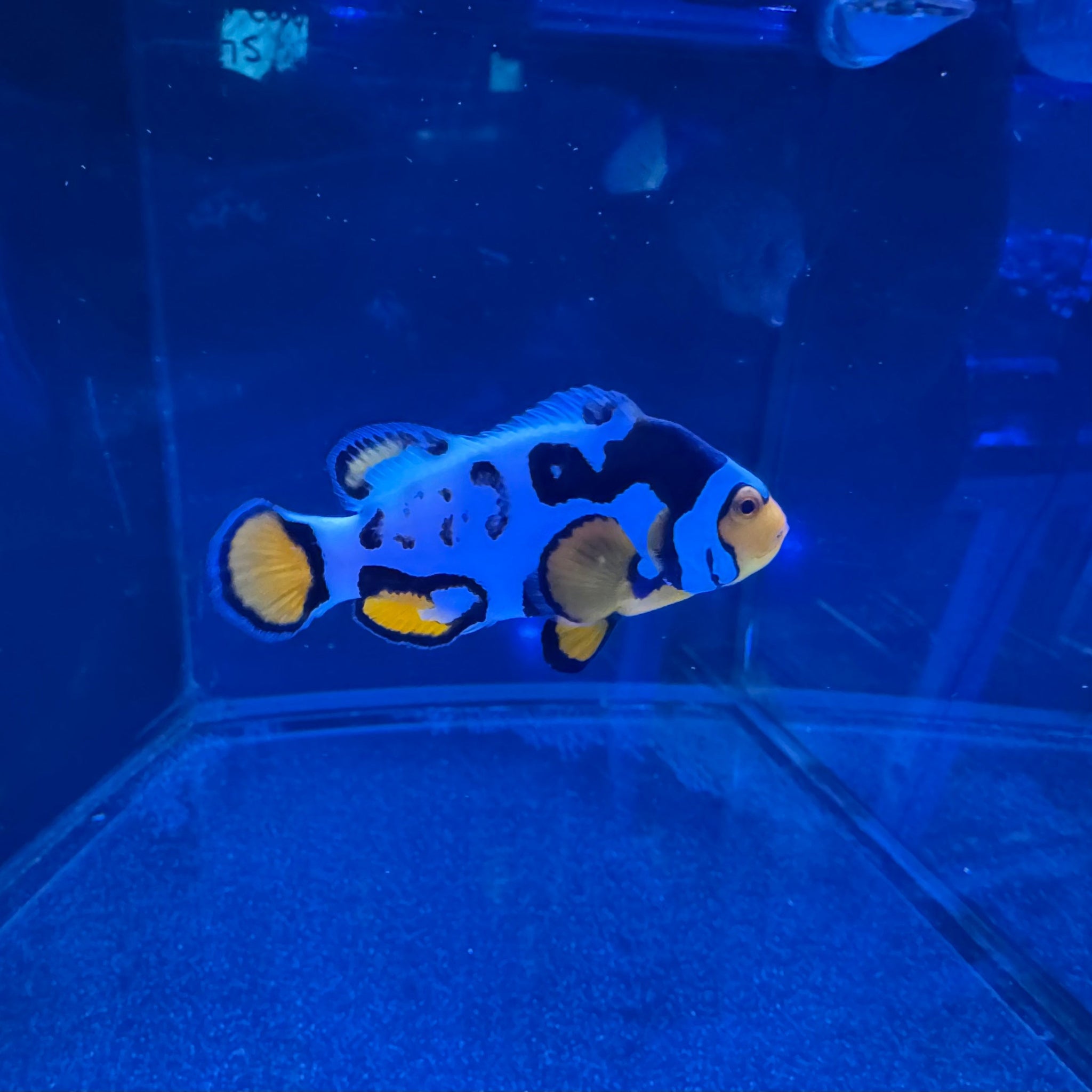Nebula Clownfish Pair (Amphiprion ocellaris)