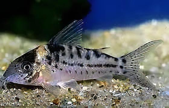 Icana Corydoras Incolicana 4cm Catfish - Real Aquatics