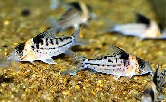 Icana Corydoras Incolicana 4cm Catfish - Real Aquatics