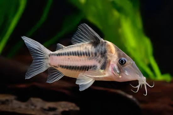 Icana Corydoras Incolicana 4cm Catfish - Real Aquatics